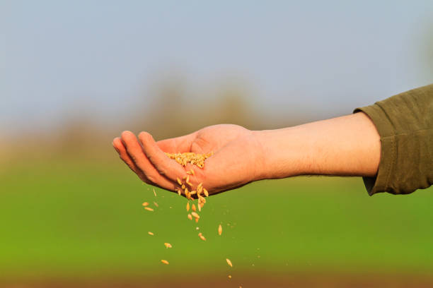 istock hand pours grain to the ground 1142930787