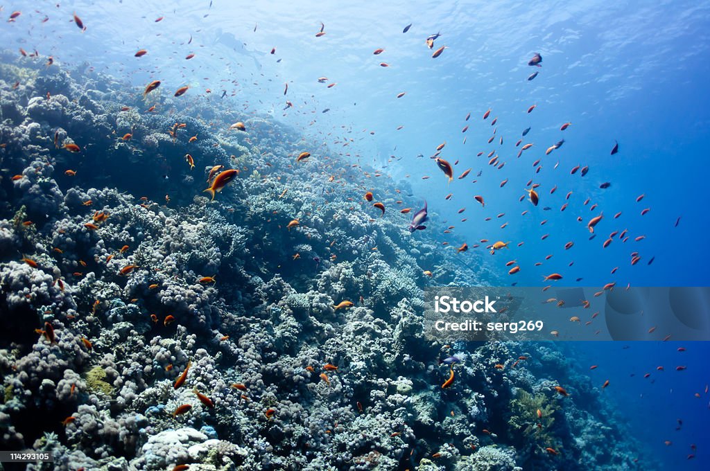 Bellissima barriera corallina vicino alla città di Dahab, Egitto - Foto stock royalty-free di Acqua