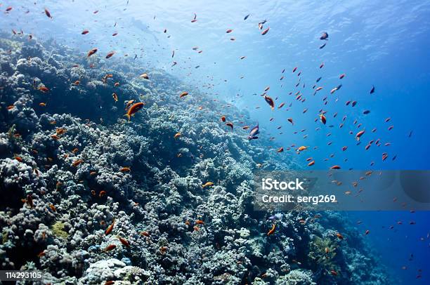 아름다운 산호초 있는 다하브 City Of Egypt 0명에 대한 스톡 사진 및 기타 이미지 - 0명, 가장자리, 경관