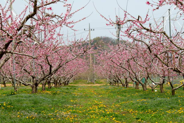 istock peach flower 1142935750