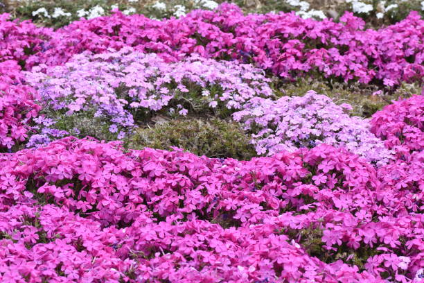 istock Moss phlox / Phlox subulata 1142937156