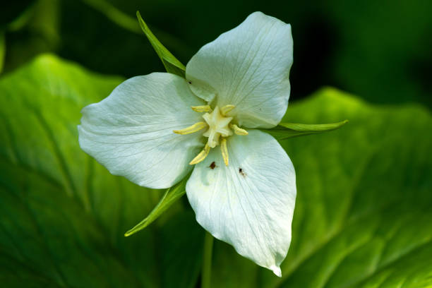 istock Sweet White Trillium 1142937330
