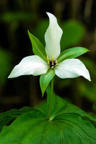 istock Sweet White Trillium 1142937337