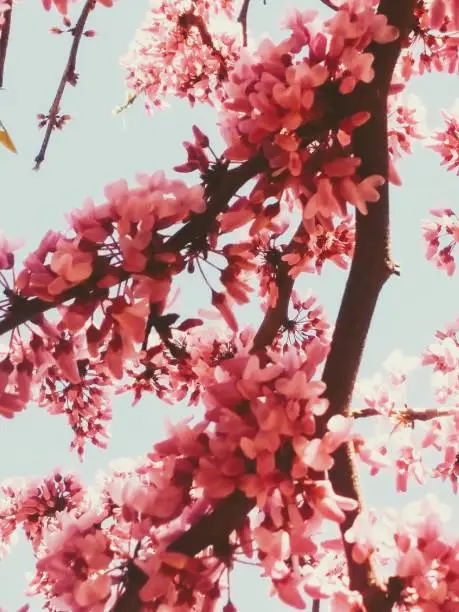 Heavenly blossom spring