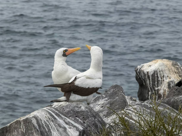 istock nazca booby pair preening at isla espanola in the galapagos 1142942888
