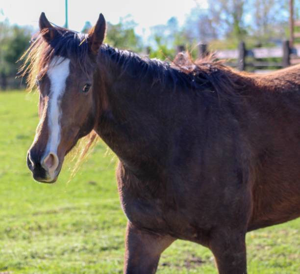 istock Beautiful Bay Thoroughbred Horse 1142944537