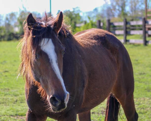 istock Beautiful Bay Thoroughbred Horse 1142944681
