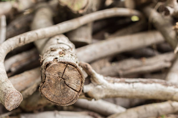 Close up of Firewood texture background