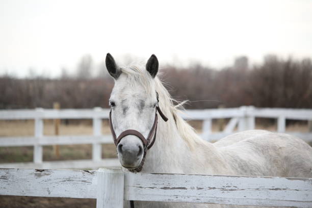istock A white horse and a white fence 1142945478
