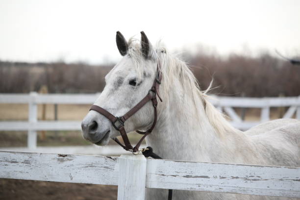 istock A white horse and a white fence 1142945485