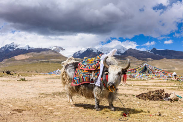 Yak with colorful and ethnic saddle at a view platform on the east of the Nyenchen Tanglha Mountains, in Damxung, Lhasa, Tibet, China. Yak at Tibet, Nyenchen Tanglha Mountains tibet culture stock pictures, royalty-free photos & images