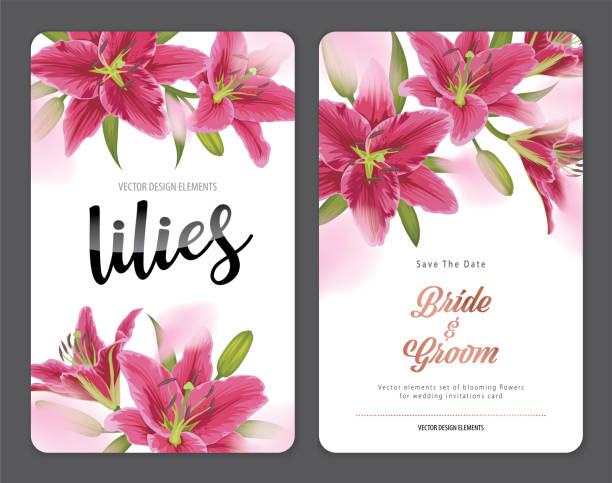 ilustrações de stock, clip art, desenhos animados e ícones de blooming beautiful pink lily flowers background template. - lily flower vector red