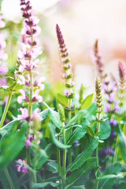 istock Salvia plants backlit in warm sunlight 1142949707