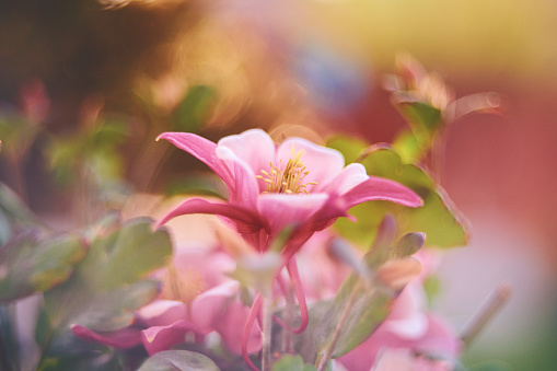 Beautiful columbine plant in full bloom