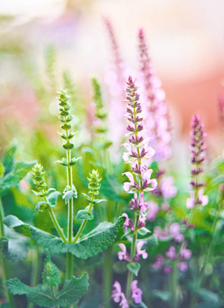Salvia plants backlit in warm sunlight