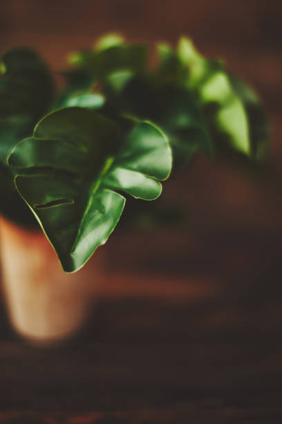 istock Tropical Monstera Plant in Pot on Rustic Table 1142950763