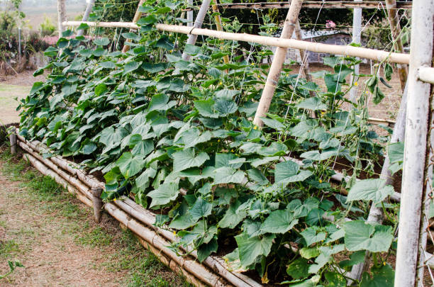 istock Cucumber plantation 1142952078