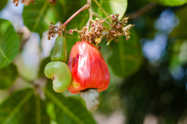 istock Apple of Anacardium occidentale, the cashew tree 1142952085