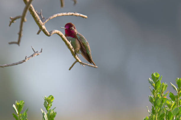 istock Allen's Hummingbird 1142952770