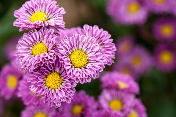 flores de crisantemo púrpura - yellow chrysanthemum fotografías e imágenes de stock