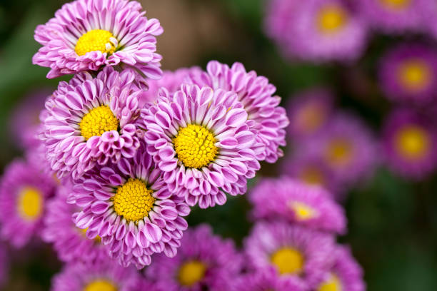 purple chrysanthemum flowers - yellow chrysanthemum imagens e fotografias de stock