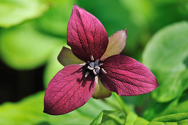 Bordeaux rouge Stinking Benjamin, Trillium erectum - Photo