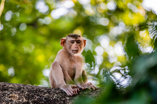 Baby Macaque monkey in a tree looking lost