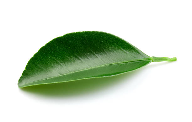 istock Citrus leaves isolated 1142957204