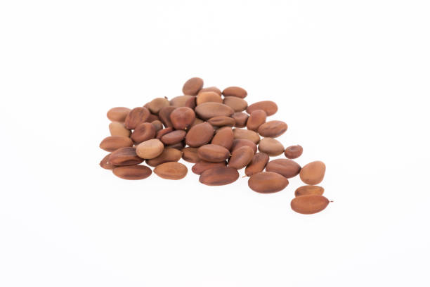 istock Biancaea sappan seeds on white background. 1142957950