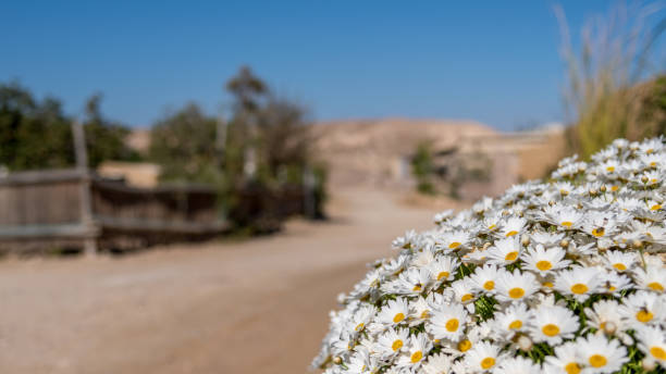 istock Desert landscape- Masada Israel 1142959140