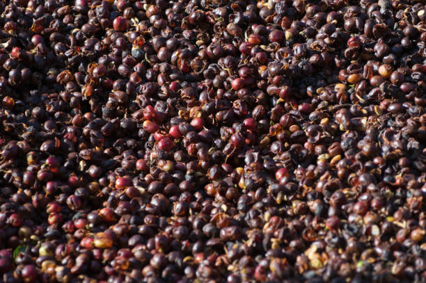 istock shell of the coffee beans 1142959335