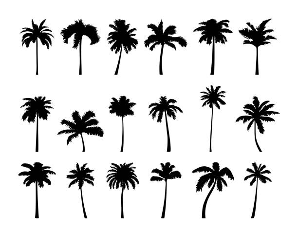 illustrations, cliparts, dessins animés et icônes de noix de coco palm tree silhouette icône ensemble. - tree