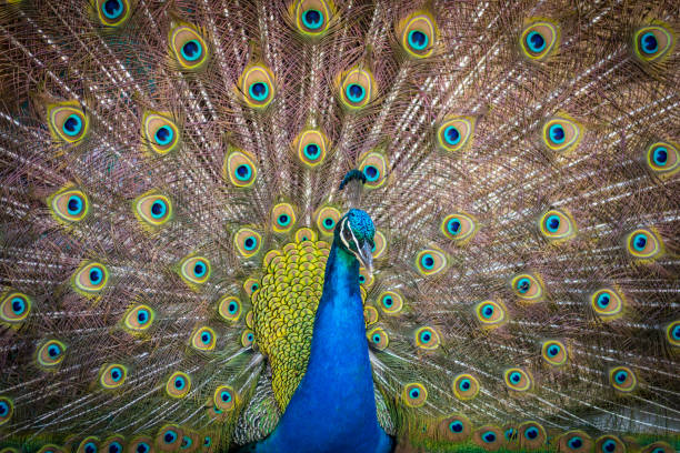 istock Isolated peacock in the wild- Israel 1142962409