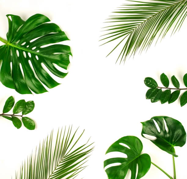 istock tropical green palm leaves, branches pattern frame on a white background. top view.copy space.abstract. 1142963118