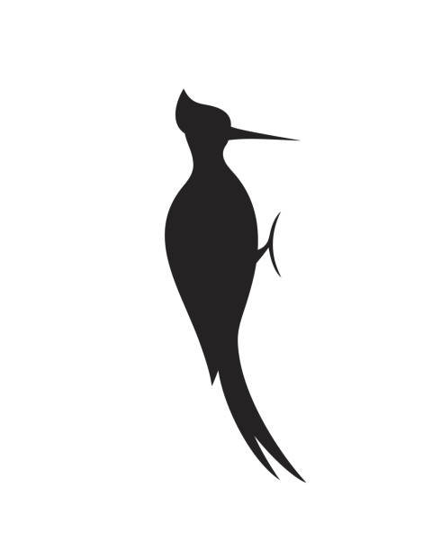 Woodpecker silhouette. Bird EPS 10. Vector illustration dendrocopos major stock illustrations