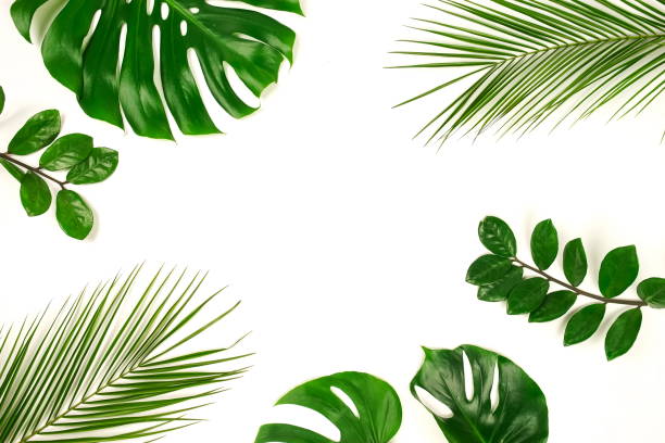 istock tropical green palm leaves, branches pattern frame on a white background. top view.copy space.abstract. 1142963420