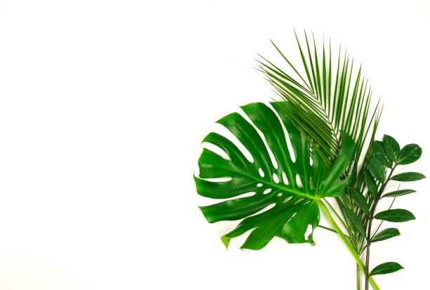 istock tropical green palm leaves, branches pattern frame on a white background. top view.copy space.abstract. 1142963495
