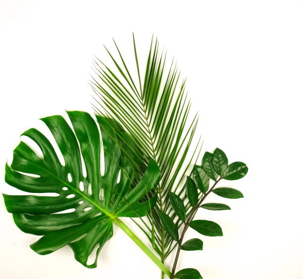 istock tropical green palm leaves, branches pattern frame on a white background. top view.copy space.abstract. 1142964206
