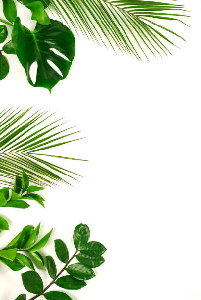 istock tropical green palm leaves, branches pattern frame on a white background. top view.copy space.abstract. 1142964242