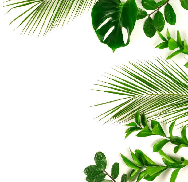 istock tropical green palm leaves, branches pattern frame on a white background. top view.copy space.abstract. 1142964280