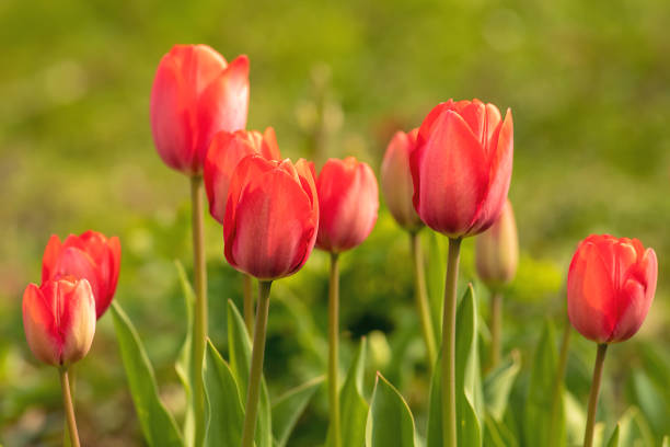 istock a group of salmon - red tulips 1142964352