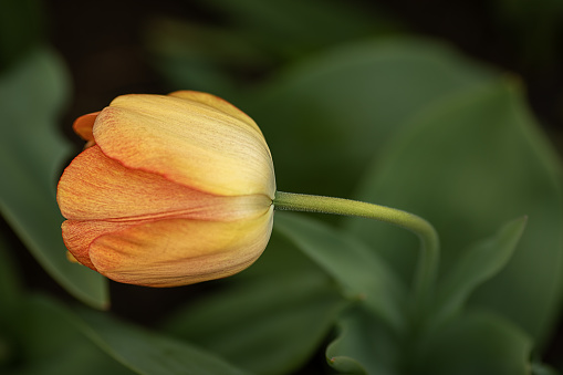 beautifully curved tulip stem