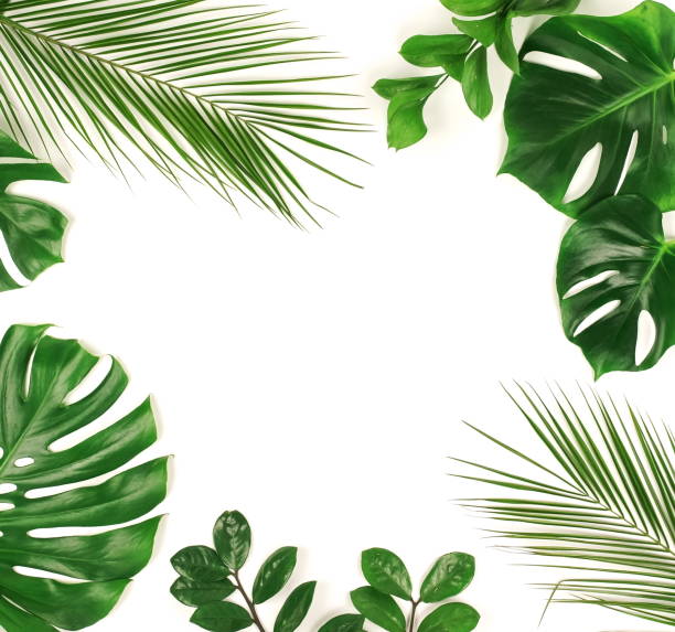 istock tropical green palm leaves, branches pattern frame on a white background. top view.copy space.abstract. 1142964363