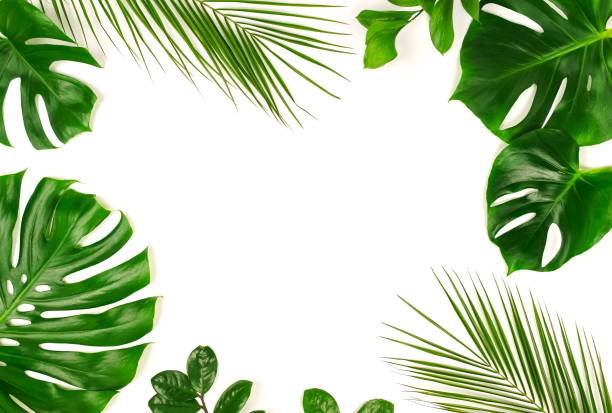 istock tropical green palm leaves, branches pattern frame on a white background. top view.copy space.abstract. 1142964372