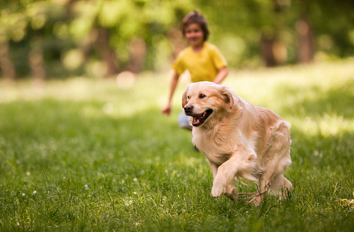 Golden retriever running on grass at the park while his owner is behind him. Copy space.