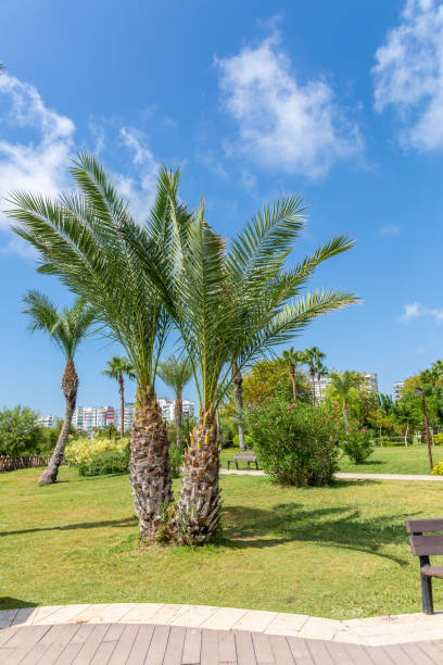 istock Green park in the city with palms 1142966963