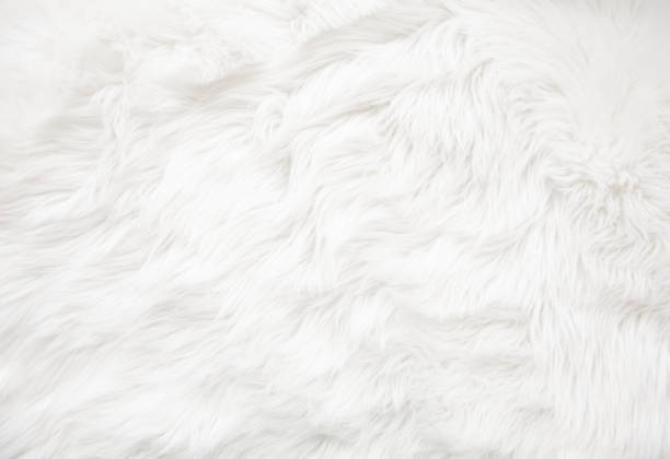 White fur texture White fur texture close up, useful as background fluffy blanket stock pictures, royalty-free photos & images