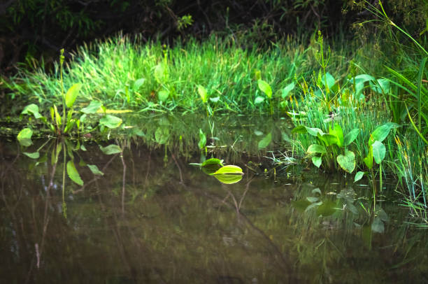 Overgrown River, Stream, Lake or Pond Shoreline with Grass and Waterweeds. Tree Branches Reflections. Monochoria Plants in Water. Fairy Tale Concept