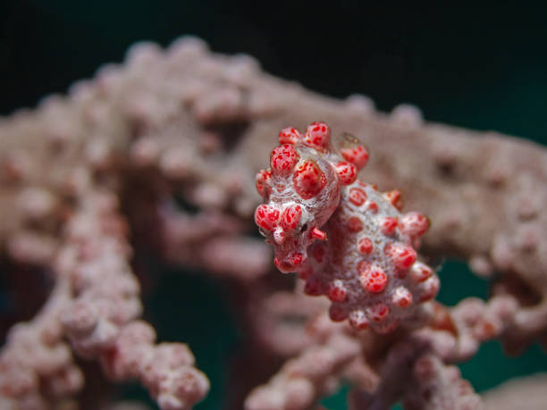 istock Pygmy Seahorse Portrait, Zwergseepferdchen (Hippocampus bargibanti) 1142970665