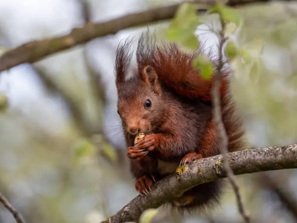 Red squirrel eating on the branches of the tree.